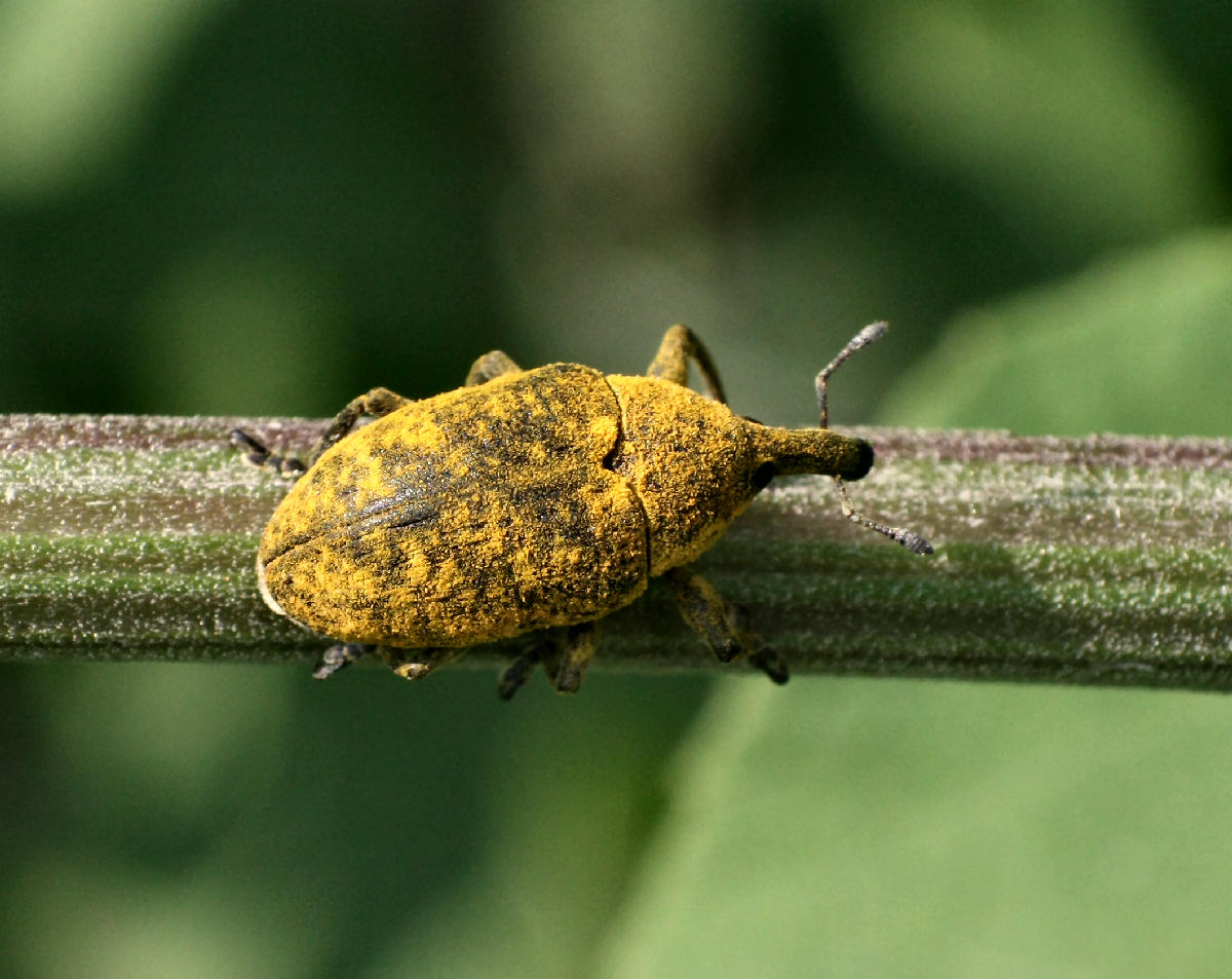 Lixus bardanae ?? no. Larinus sp.